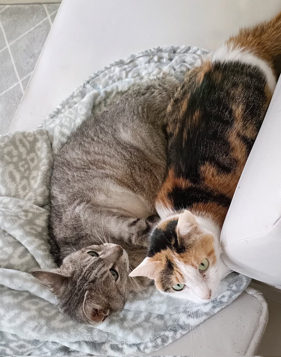 えどねこ tweet media