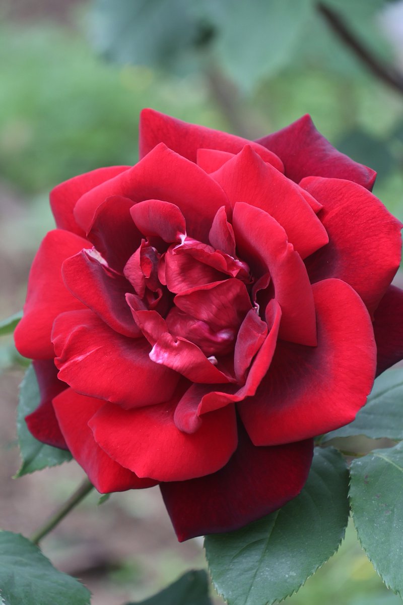 gontanokoneroku's tweet image. Rose 😳

#Flowers #Rose