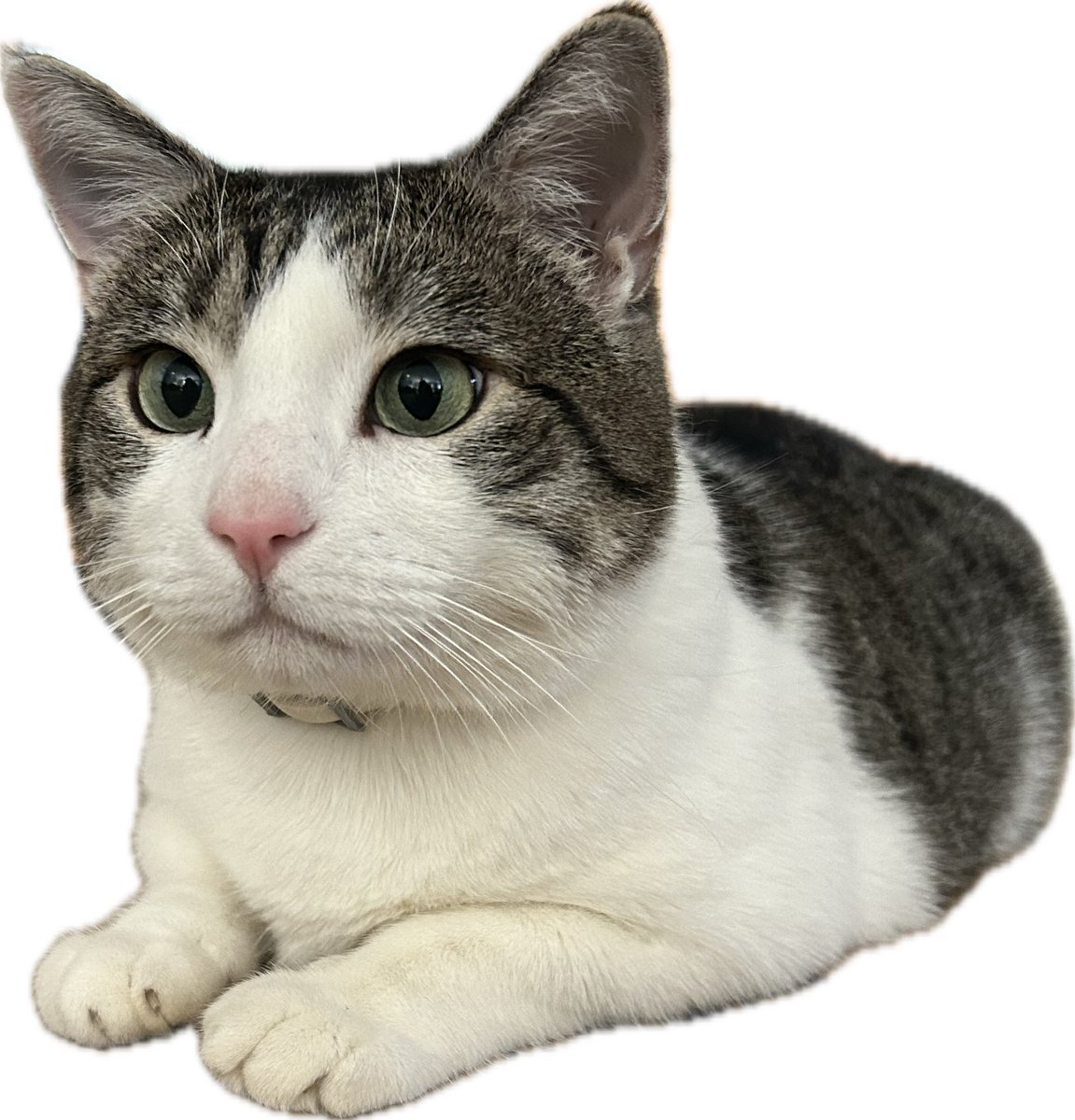 goose🪿 tweet media