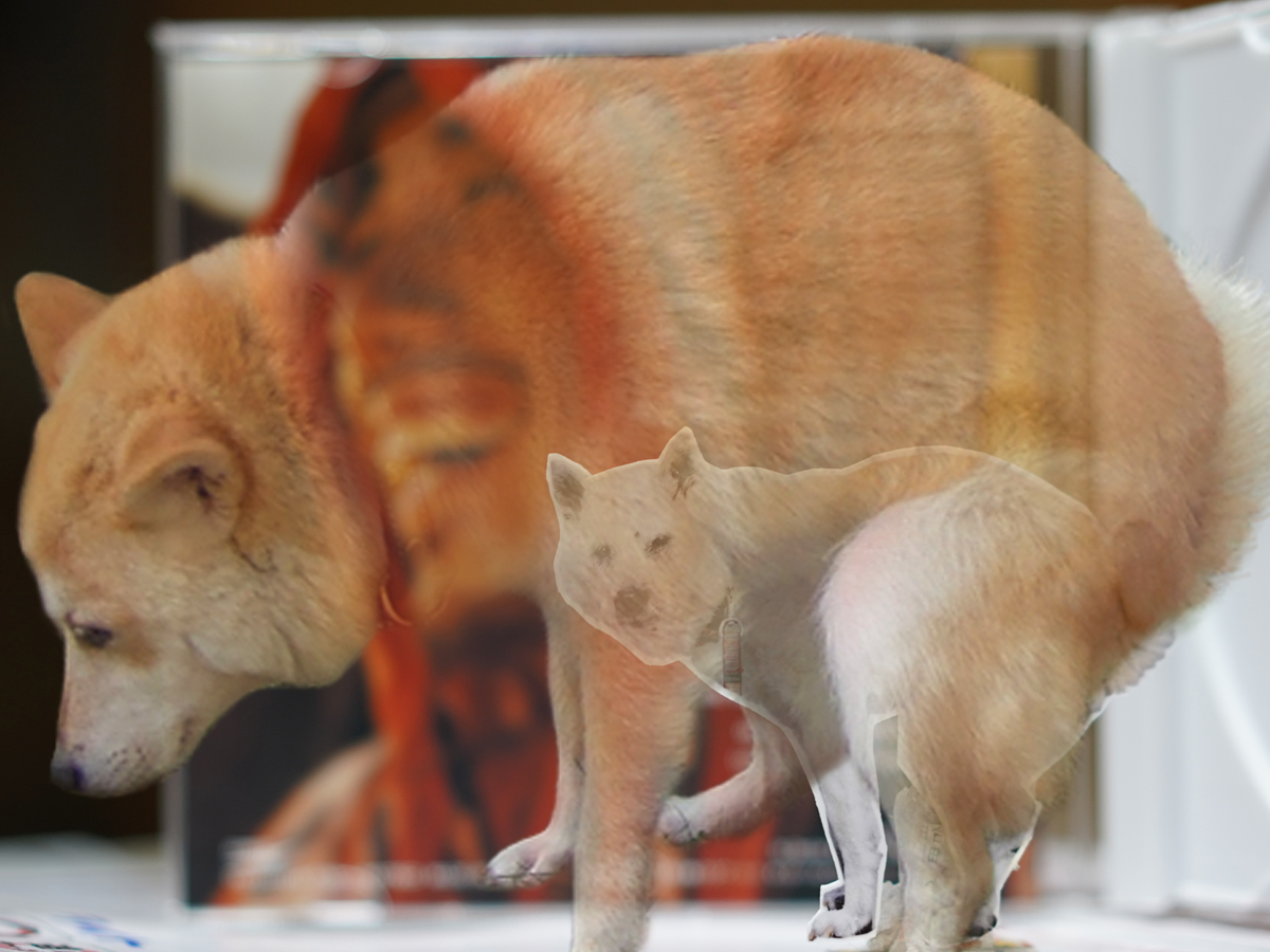 柴犬おぽしゃ tweet media