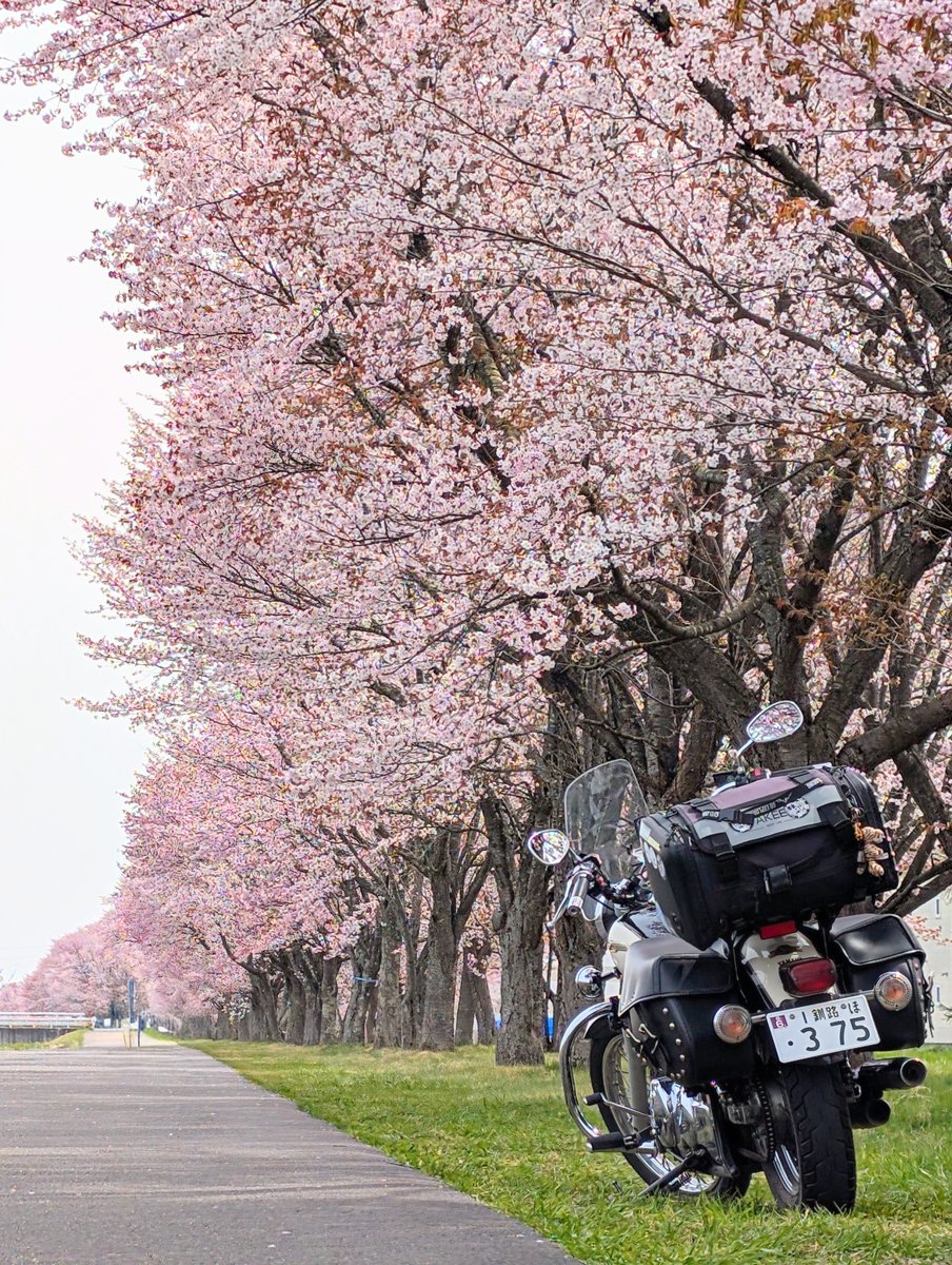 emutoraDS250's tweet image. ヤエー!!👋YAEH!!👋

昨日の一枚📸

言葉はいらない
ただ、この景色がすべて🌸

満開の桜と相棒と🌸🏍️🌸
この瞬間に出会えただけで十分

きっと今年いちばんの一枚🐯✨

#桜
#桜並木
#バイクのある風景
#え2604
#えむとら