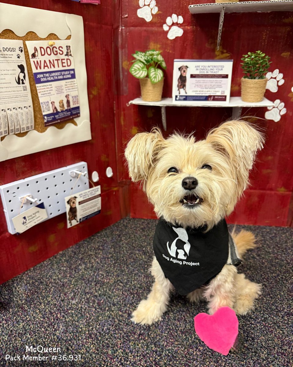 Dog Aging Project tweet media