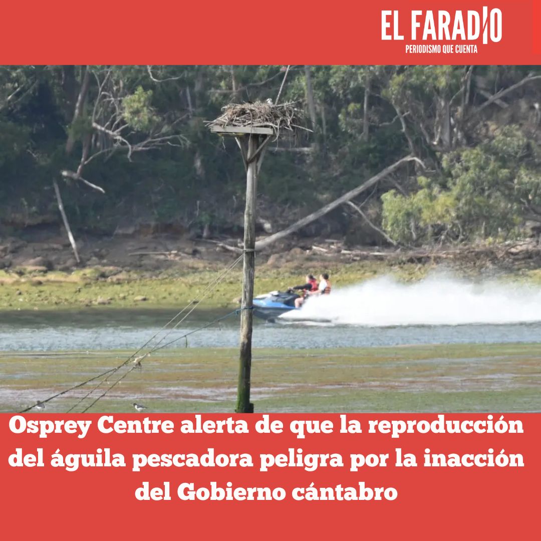 elfaradio's tweet image. Osprey Centre alerta de que la reproducción del águila pescadora peligra por la inacción del Gobierno  cántabro
elfaradio.com/2026/04/27/osp…
#ÁguilaPescadora #MedioAmbiente