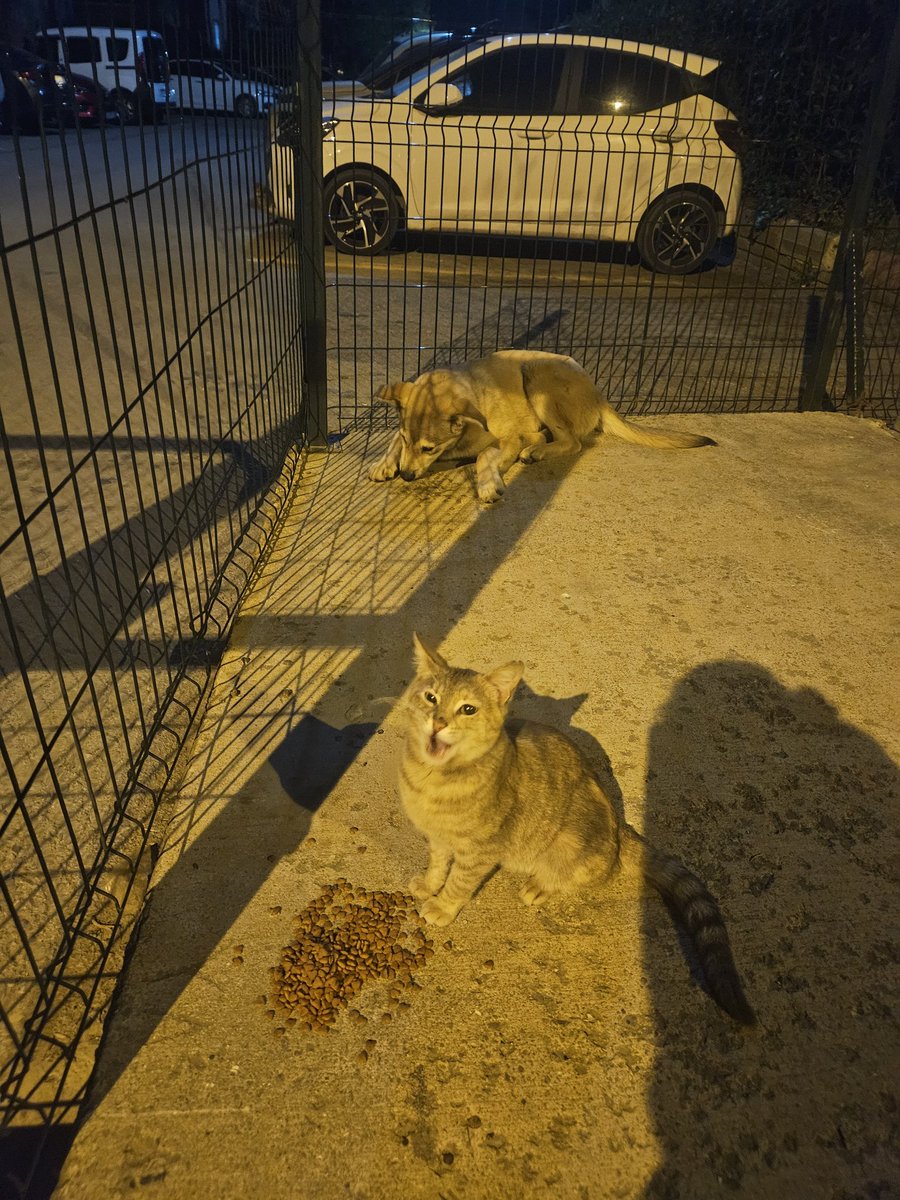 Yasemin, Uysal & Gülizar tweet media