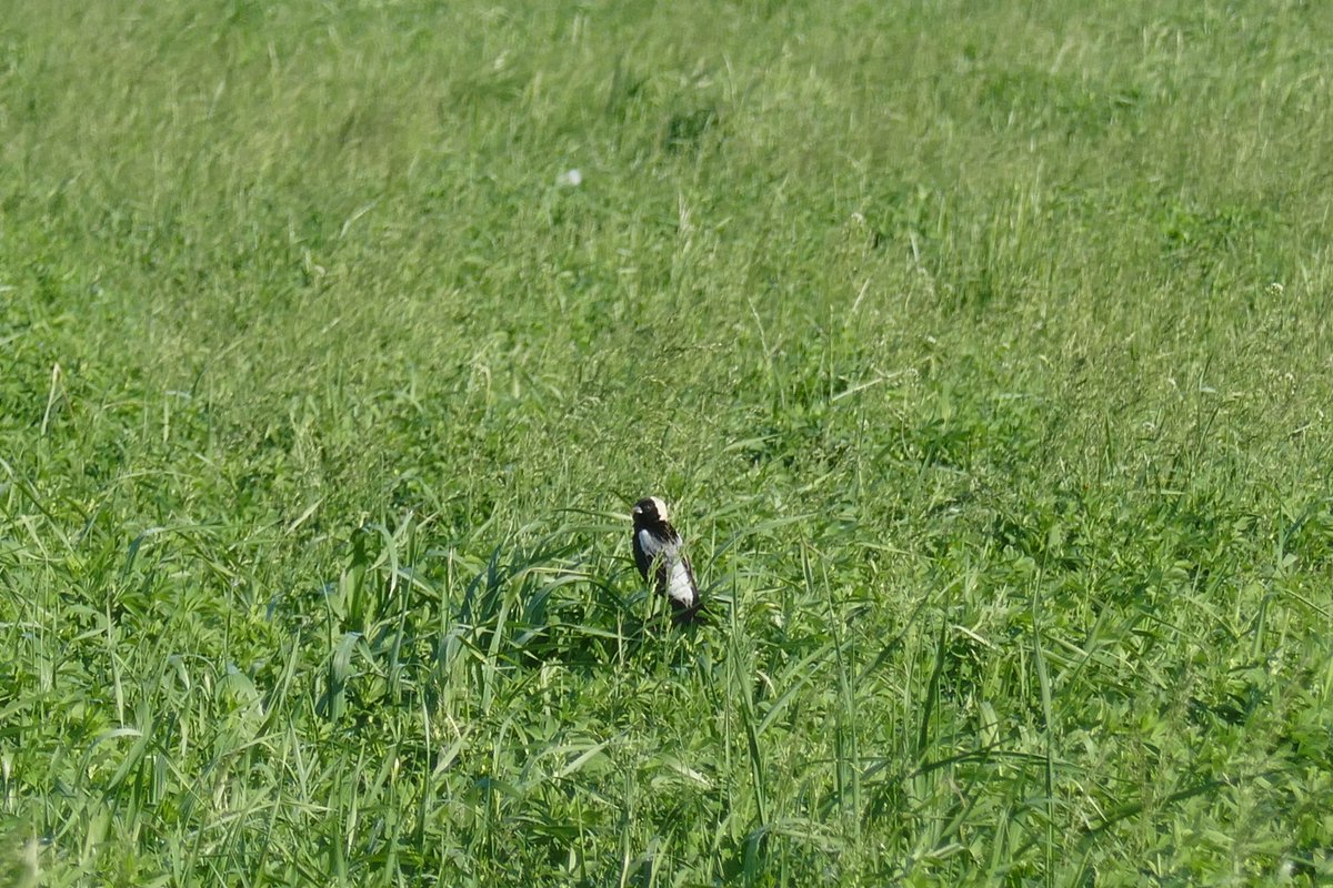 ALUS_Solutions's tweet photo. Helping threatened birds can be as simple as waiting to cut hay.

Nearly 200 ALUS farmers are delaying harvest on 3,400 acres to help birds like the bobolink.

Sometimes the best solutions for nature are simple.

Video + article in comments. https://t.co/0xXM2fb17p