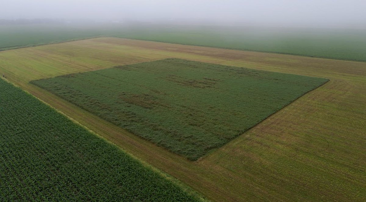 ALUS_Solutions's tweet photo. Helping threatened birds can be as simple as waiting to cut hay.

Nearly 200 ALUS farmers are delaying harvest on 3,400 acres to help birds like the bobolink.

Sometimes the best solutions for nature are simple.

Video + article in comments. https://t.co/0xXM2fb17p