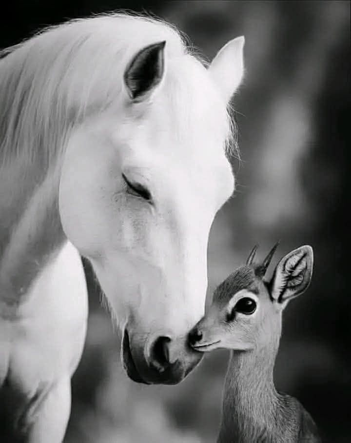 🦋 NoNa 🦋 tweet media