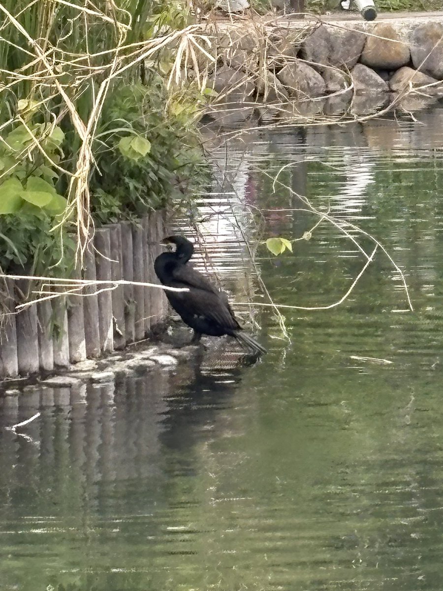 K621028's tweet photo. 溜池公園にカワウが居た。何処から来たのかな？溜池公園でカモや白鷺、オオバンは見たことあるけど、カワウは見たことなかった。��水能力が高くて見惚れて潜水写真撮るの忘れた https://t.co/EaOlLxS420