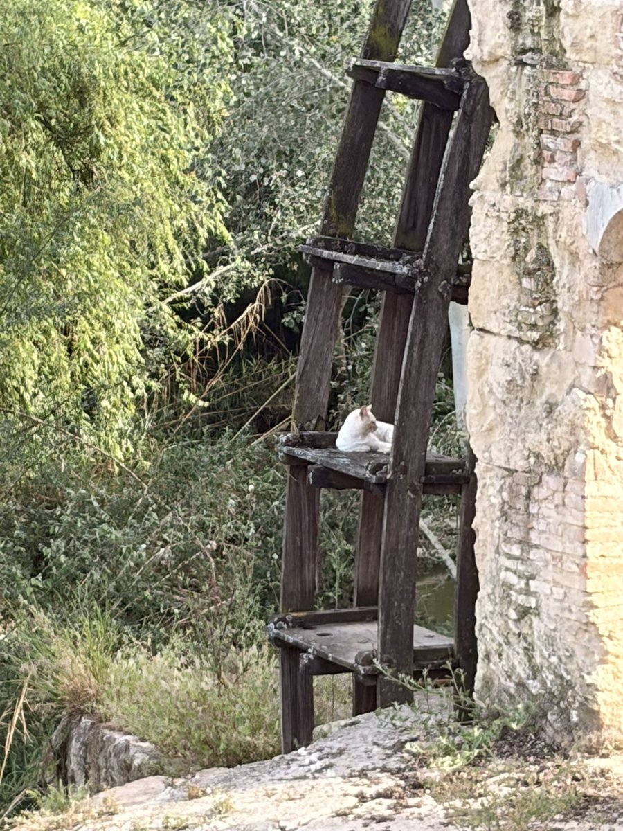 Sarah ✨ tweet media