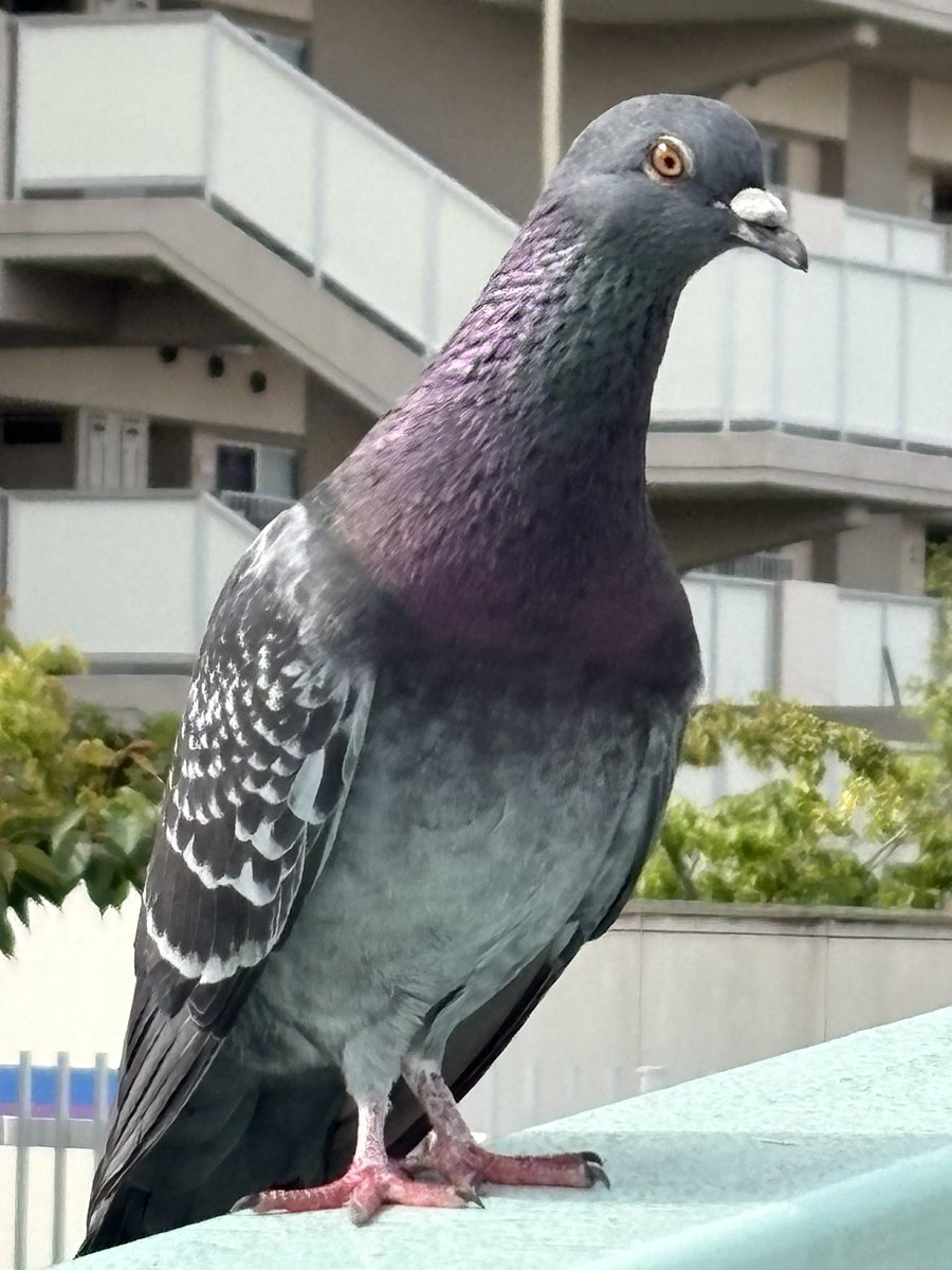 K621028's tweet photo. 近くから離れなかったので写真撮ってみた。鳩の目は割に鋭い https://t.co/t6ntVgPq07