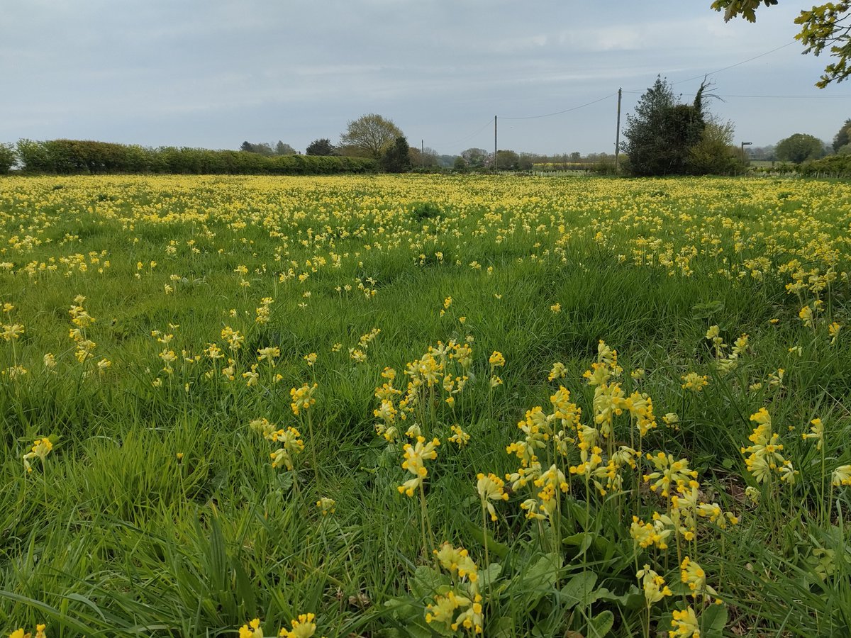 norfolkpainter's tweet image. A stunning meadow full of cowslips, I had to stop to snap them. Rural #norfolk #wildflowerhour  #wildflower