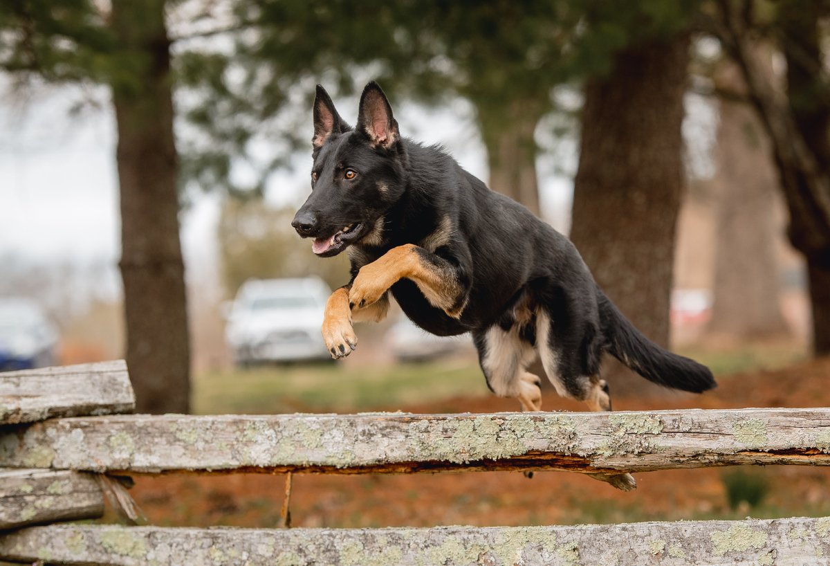 ProDogSales's tweet photo. Should President Trump have one of our elite family Protection Dogs? https://t.co/j8mtNbBezk https://t.co/8pqcd6nsDz