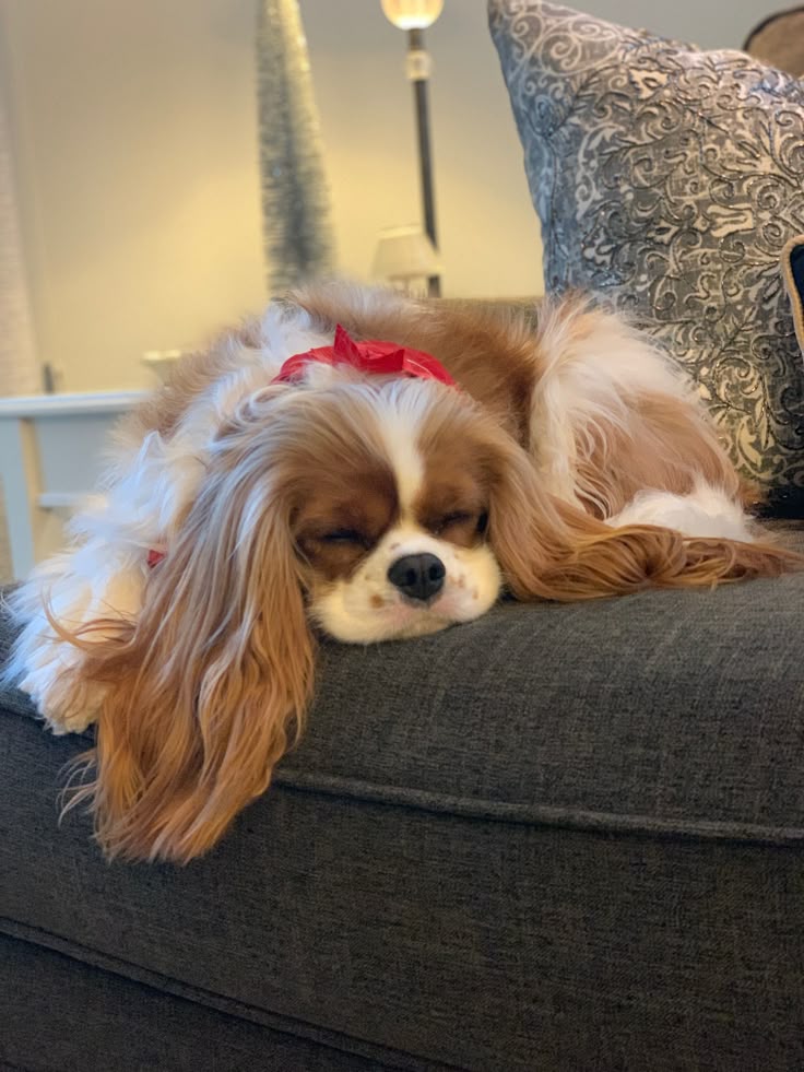 məi ︎𖦹 ︎ ︎ tweet media