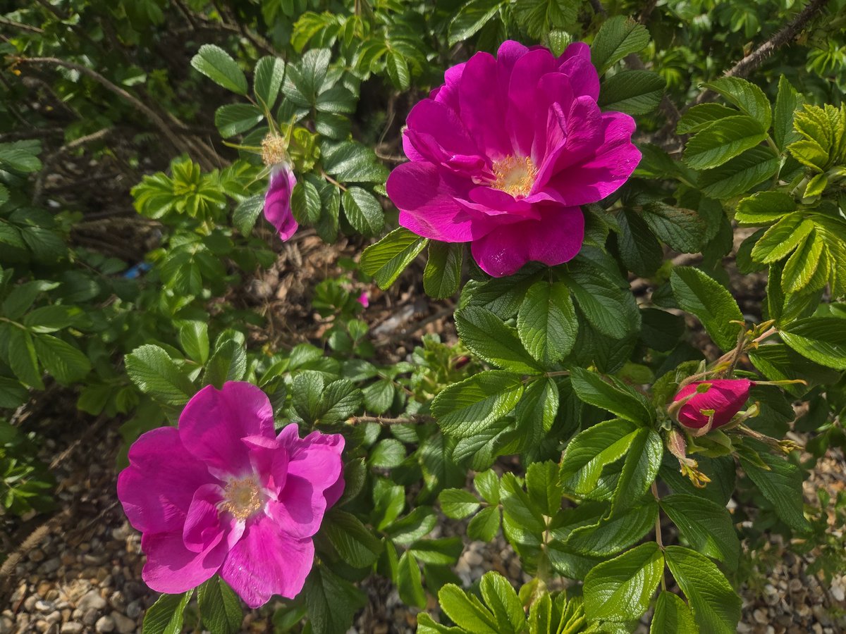 santanuvasant's tweet image. Fragrant Beach Rose - What Sunny Sundays are made of. #Spring #Surrey #London