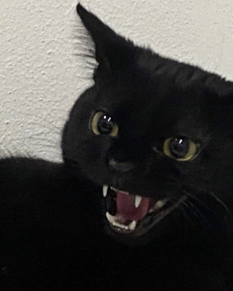 daily kittymand tweet media