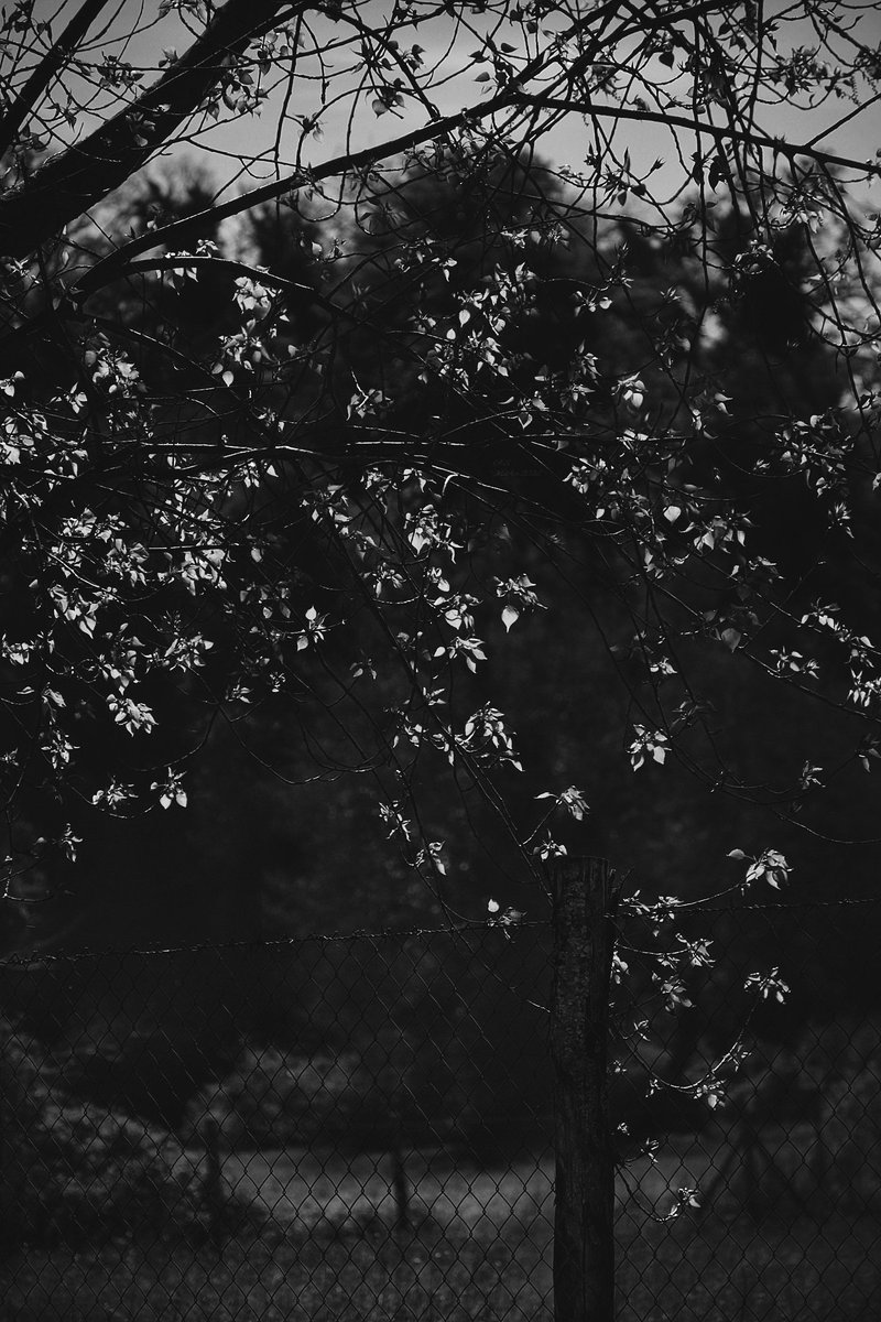 A_Sapphireh's tweet image. In #color the #shades, in #blackandwhite #theessence

📸Aura S.