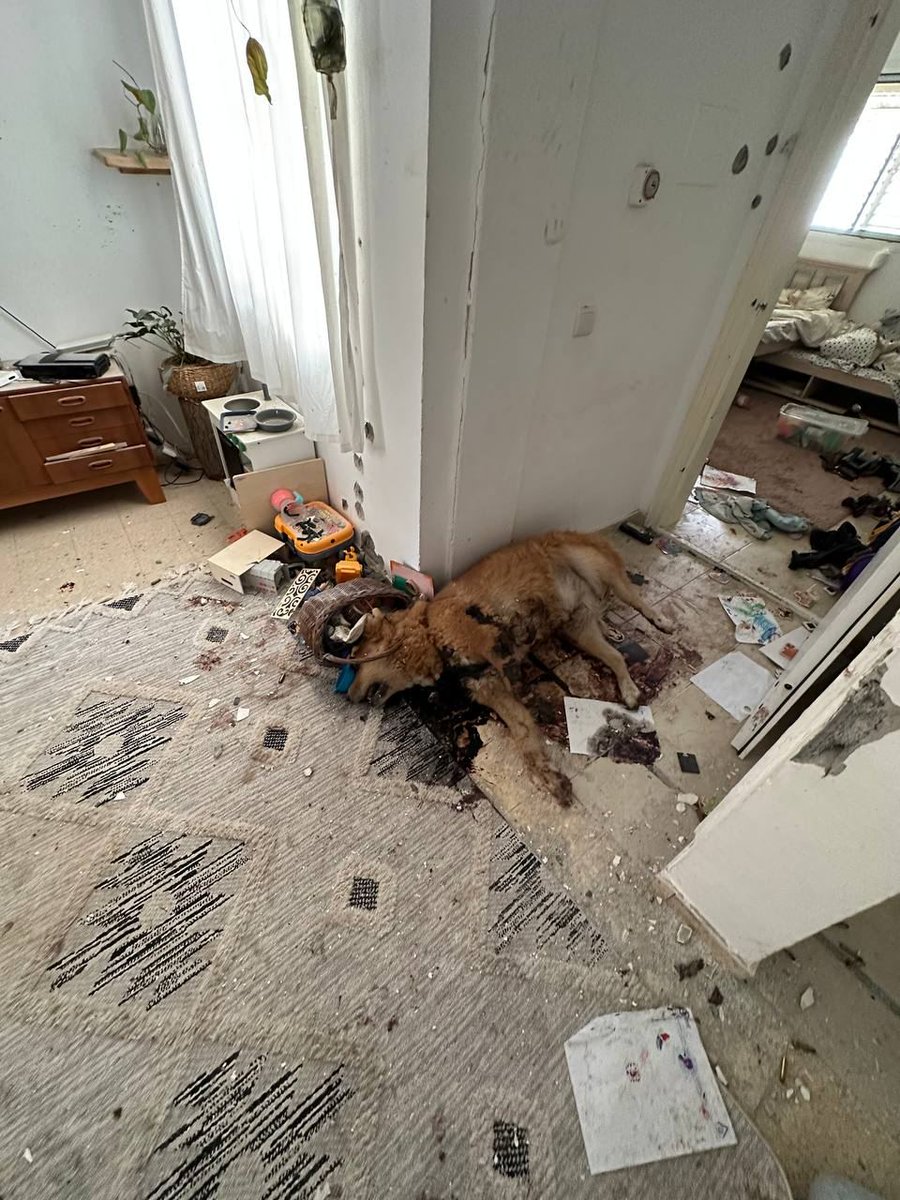 נועה מגיד | Noa magid tweet media