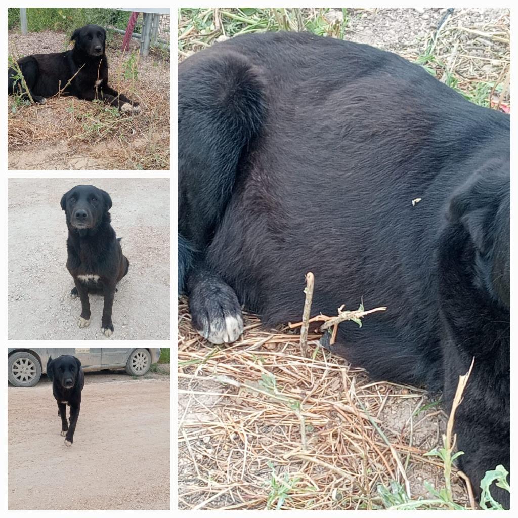 silvia mensegar tweet media