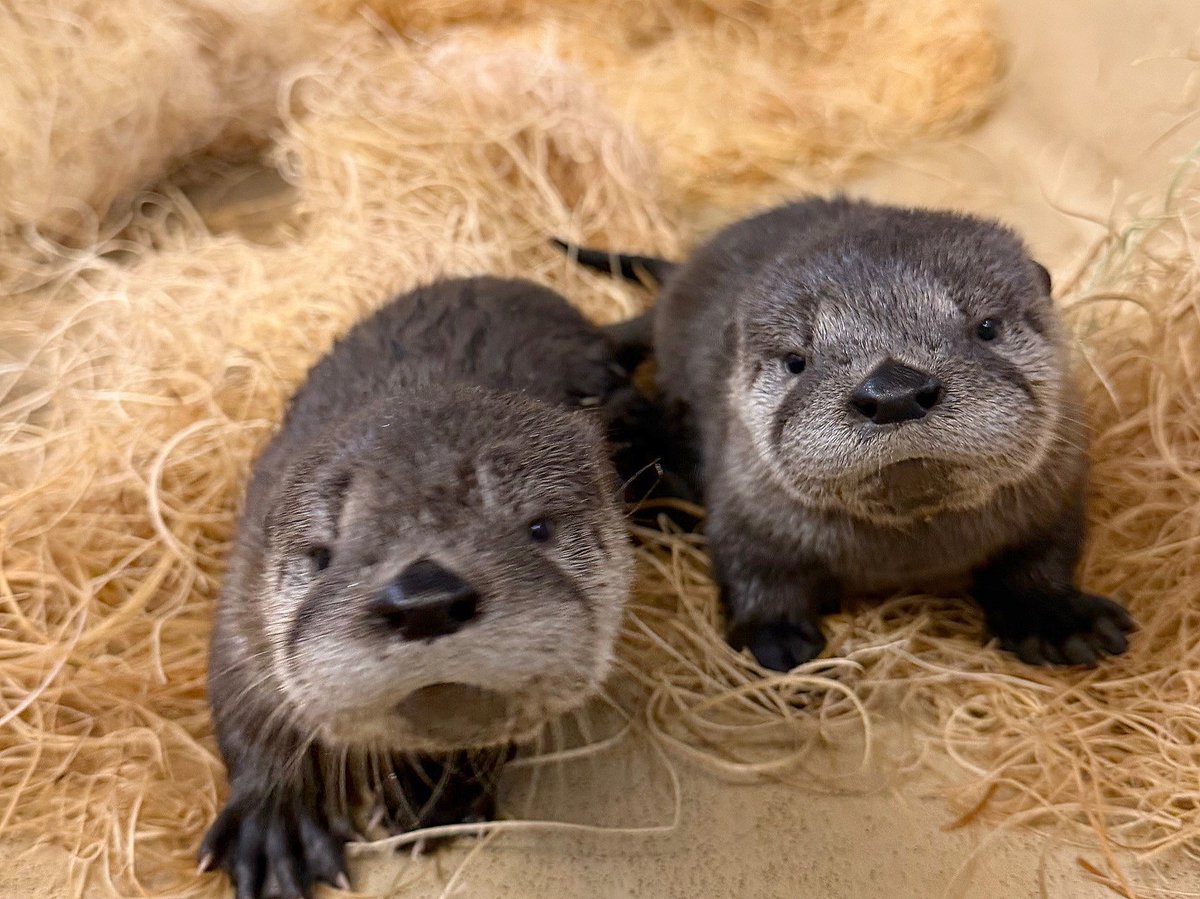 Kansas City Zoo & Aquarium tweet media