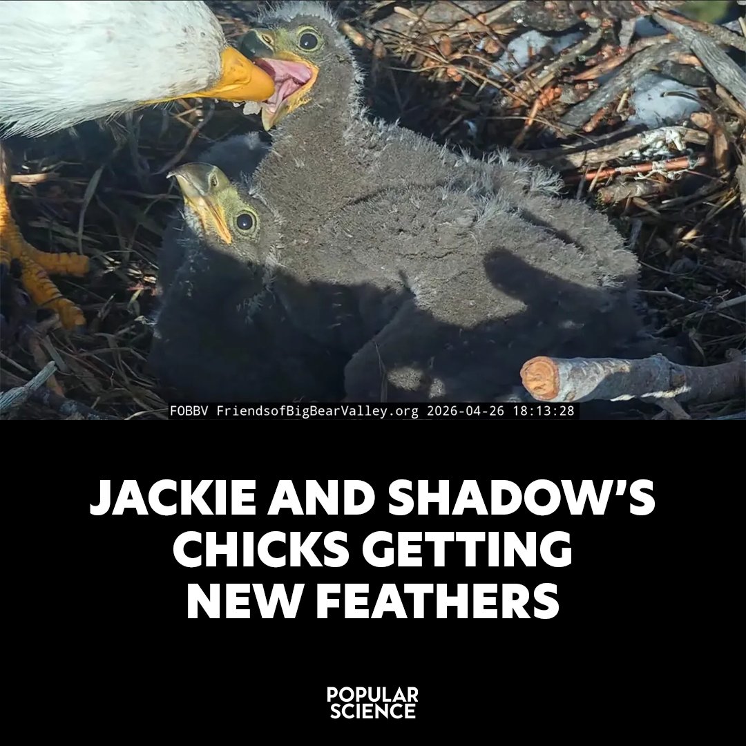 Popular Science tweet media