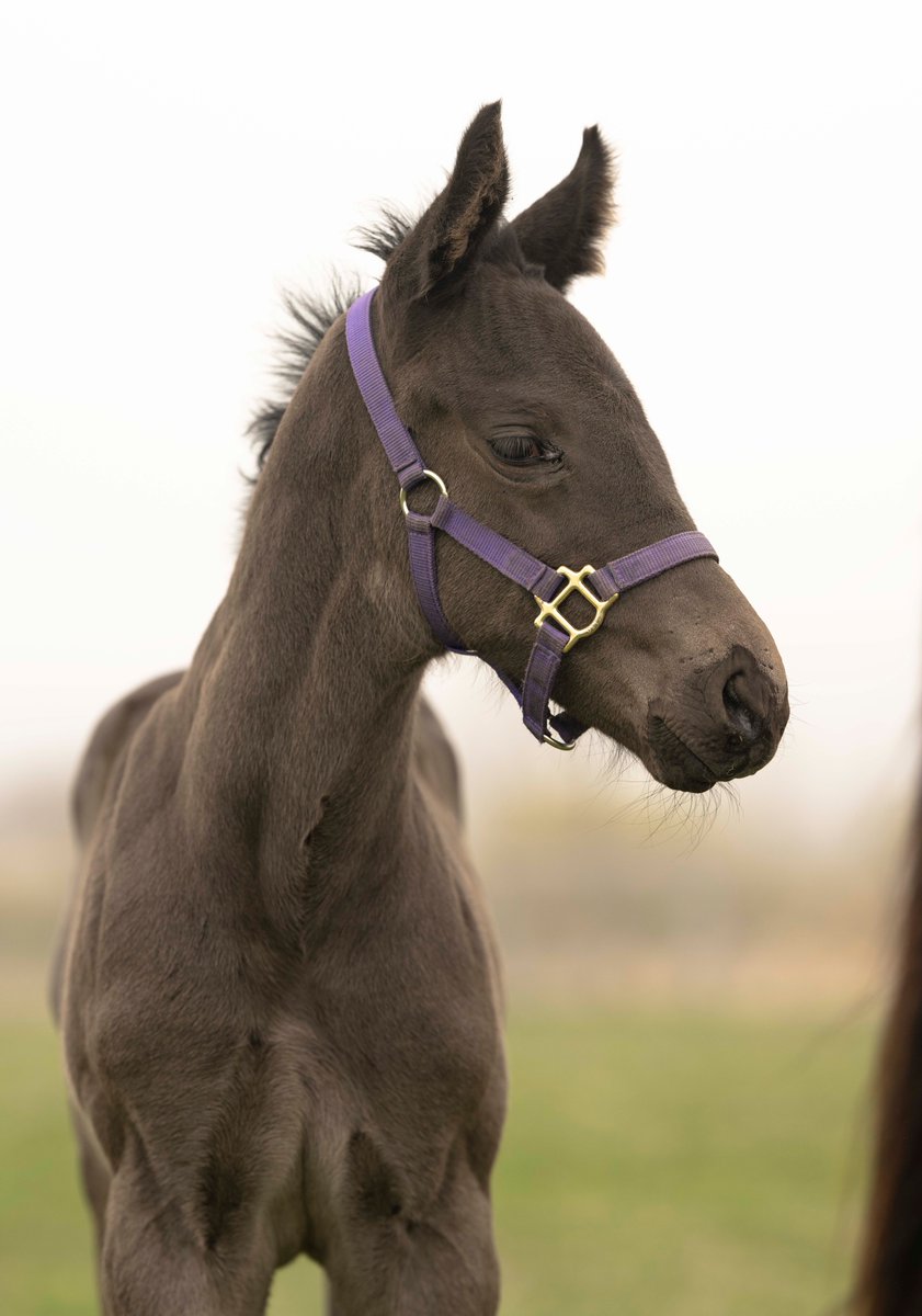 白老ファーム tweet media