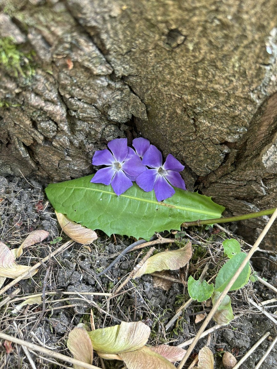 zlena tweet media