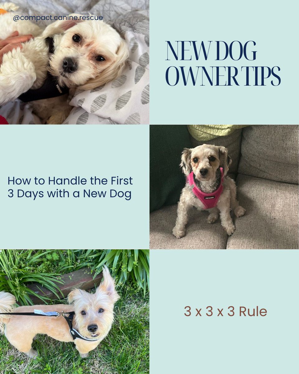 CompactK9Rescue's tweet photo. Congratulations! You've just adopted a new best friend! 🐾 
The first 3 days can be challenging for you both - Here's some tips on how to welcome them home. 💙 

The Rule of 3: Phase One (Days 1–3) 🏠
Your new dog is in "survival mode." They don't know they’re home yet!

What to expect:
Refusing food or water 🥣

Testing boundaries 🚧

Feeling "shut down" 💤

The Pro-Tip: Give them space! A quiet environment and a predictable schedule are the fastest ways to build trust. Let them come to you when they're ready.

Thinking about adoption? 🐶 
View all of our adoptable dogs here. 👇️ 
https://t.co/mZCcCDYjxA 

#CompactCanineRescue #AdoptDontShop #NewDogOwnerTips #Ruleof3