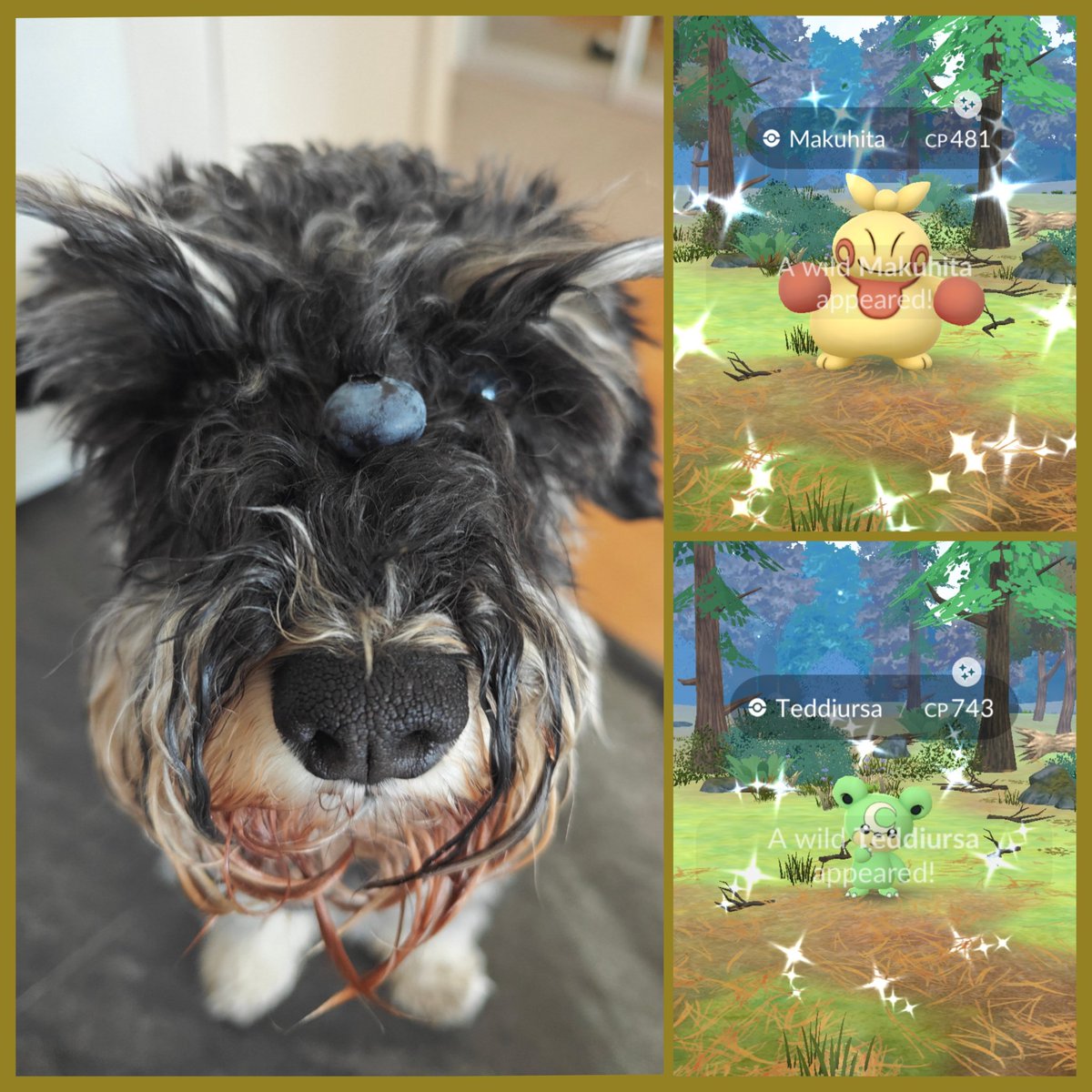 KaisaT4's tweet image. Blueberry game with my best buddy 🐕 after a two hour walk. This time she found sparkles twice for me ✨🤩✨🤩✨🤩✨🤩✨ #PokemonGO #ShinyPokemon
