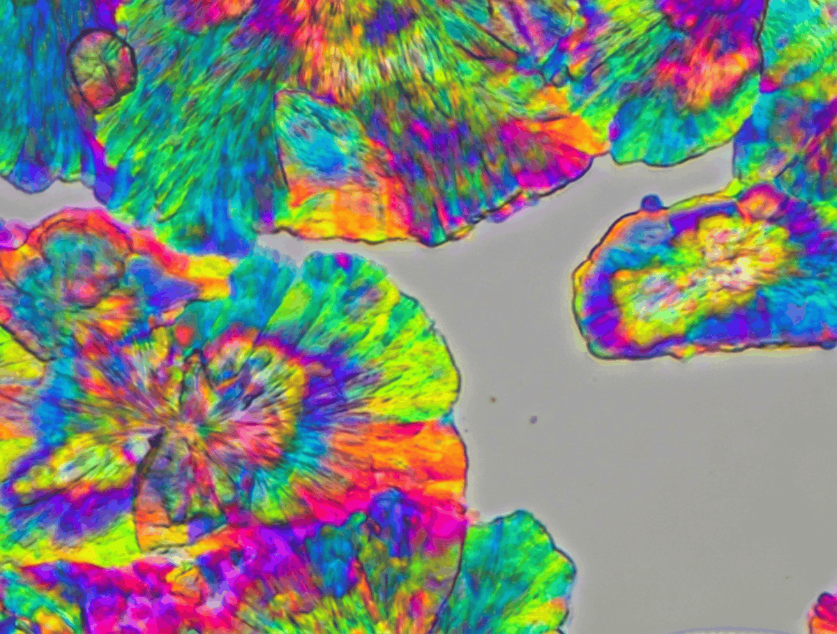 Marine Biological Laboratory (MBL) tweet media