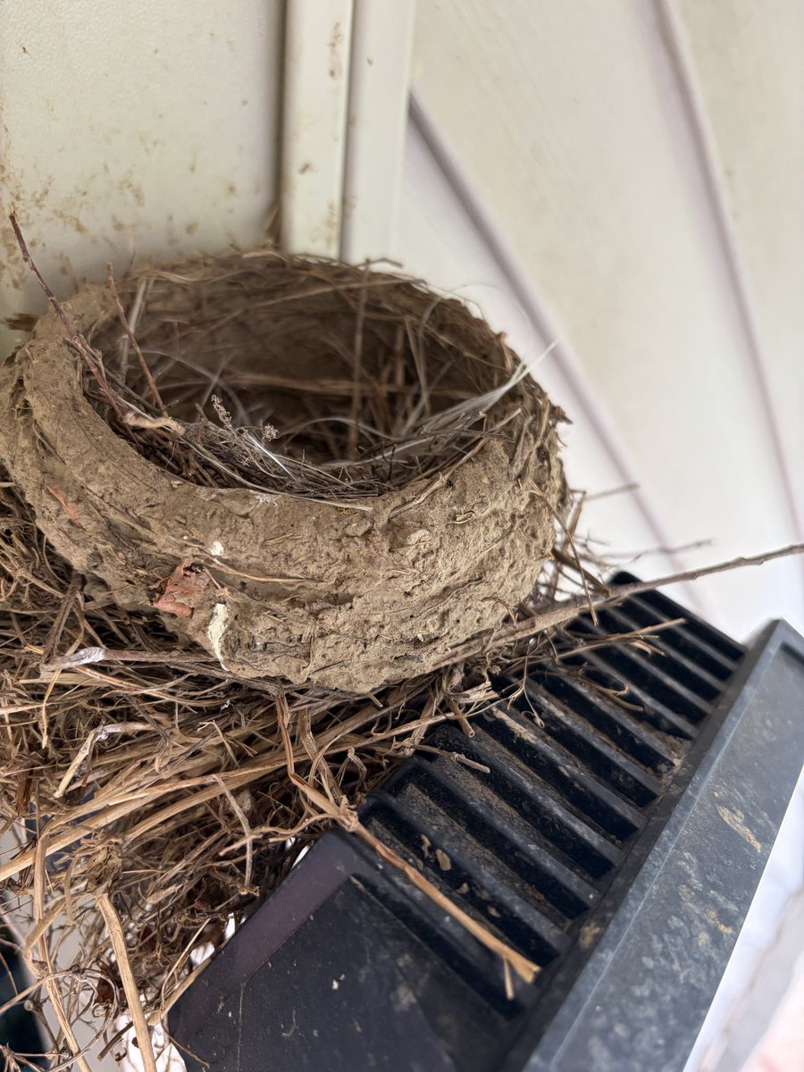 HikingHelps's tweet image. Good build going 😎🦜🦅🕊️

#mondayvibes #birds