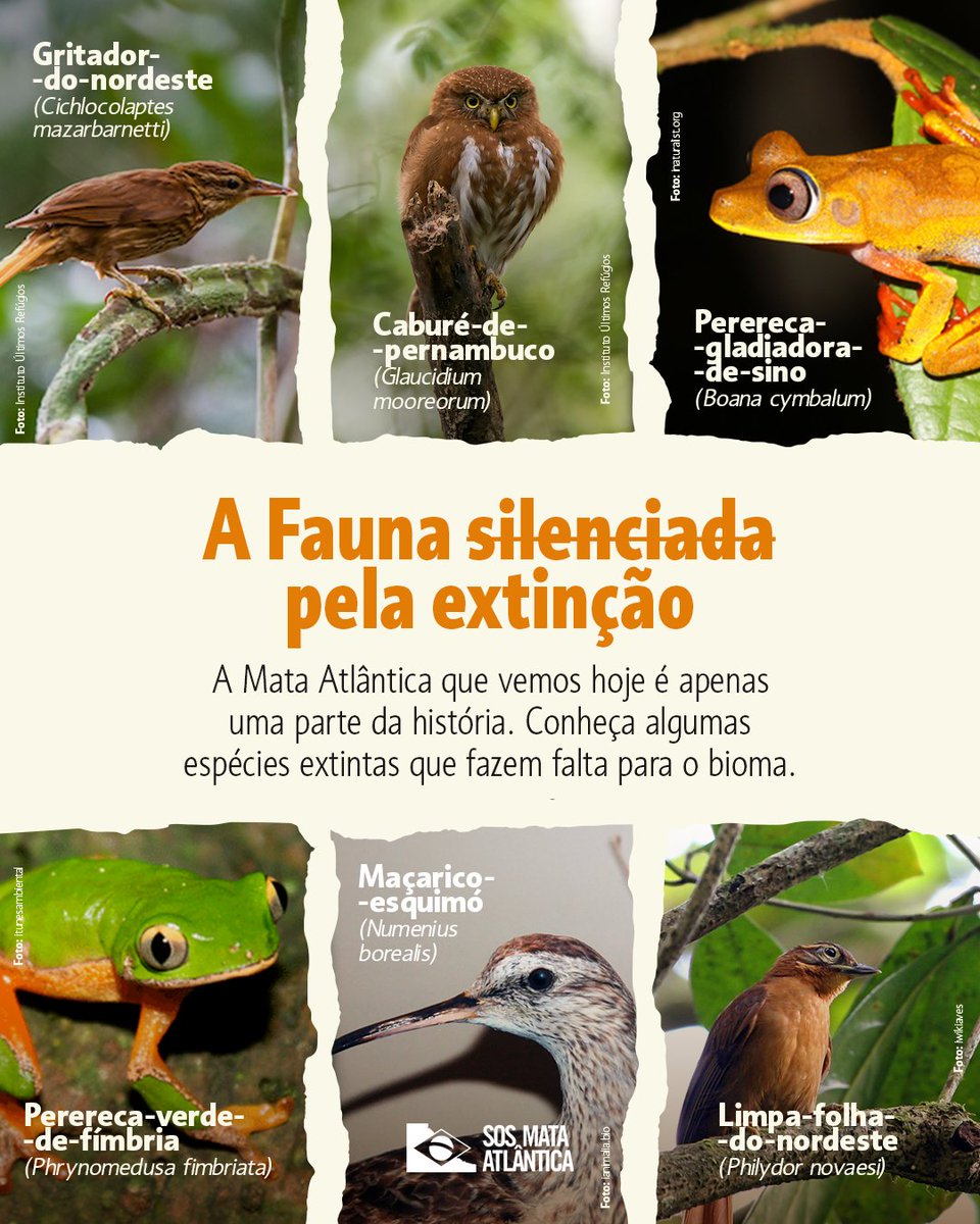 A Mata Atlântica que visitamos hoje é apenas um fragmento do que ela já foi. Quando uma espécie é extinta, não perdemos apenas um nome científico; perdemos uma engrenagem vital que mantinha a floresta pulsando. 

#SOSMataAtlântica #Extinção #Biodiversidade #FaunaBrasileira
