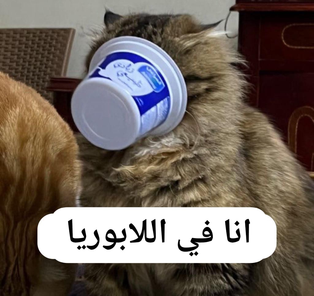 Cats mommy tweet media