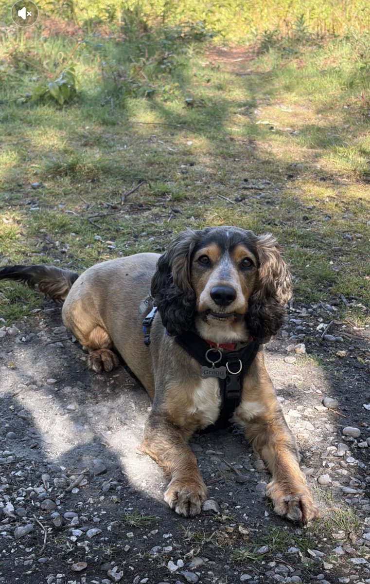Reggie the Cocker 🐶 🐾👹 tweet media