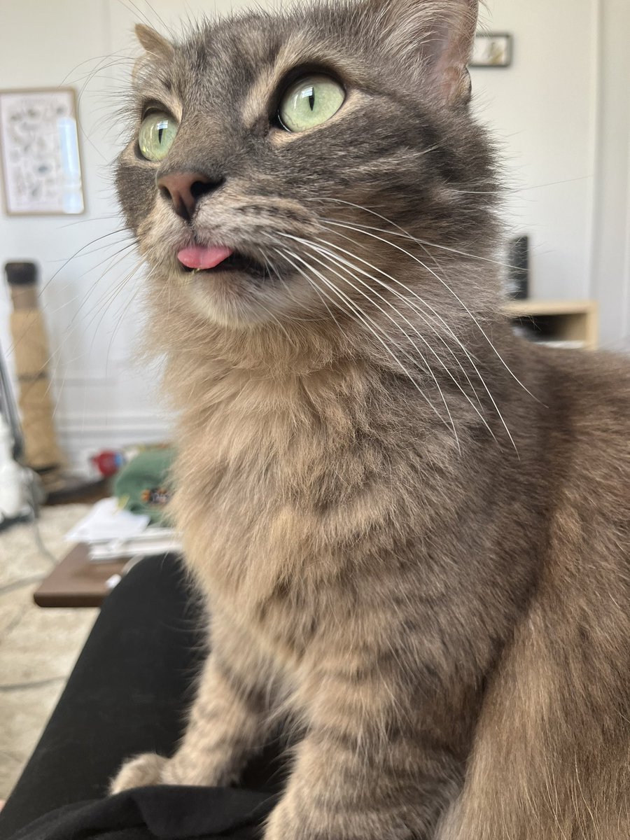 wourlds ridiculoust animal