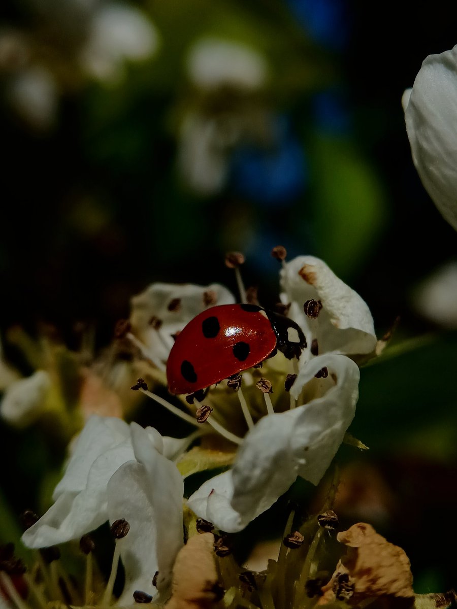 SewellLeigh's tweet image. Ladybird pear balancing 🐞😊

#mondaymorning #macromonday #insects #nature #naturephotography