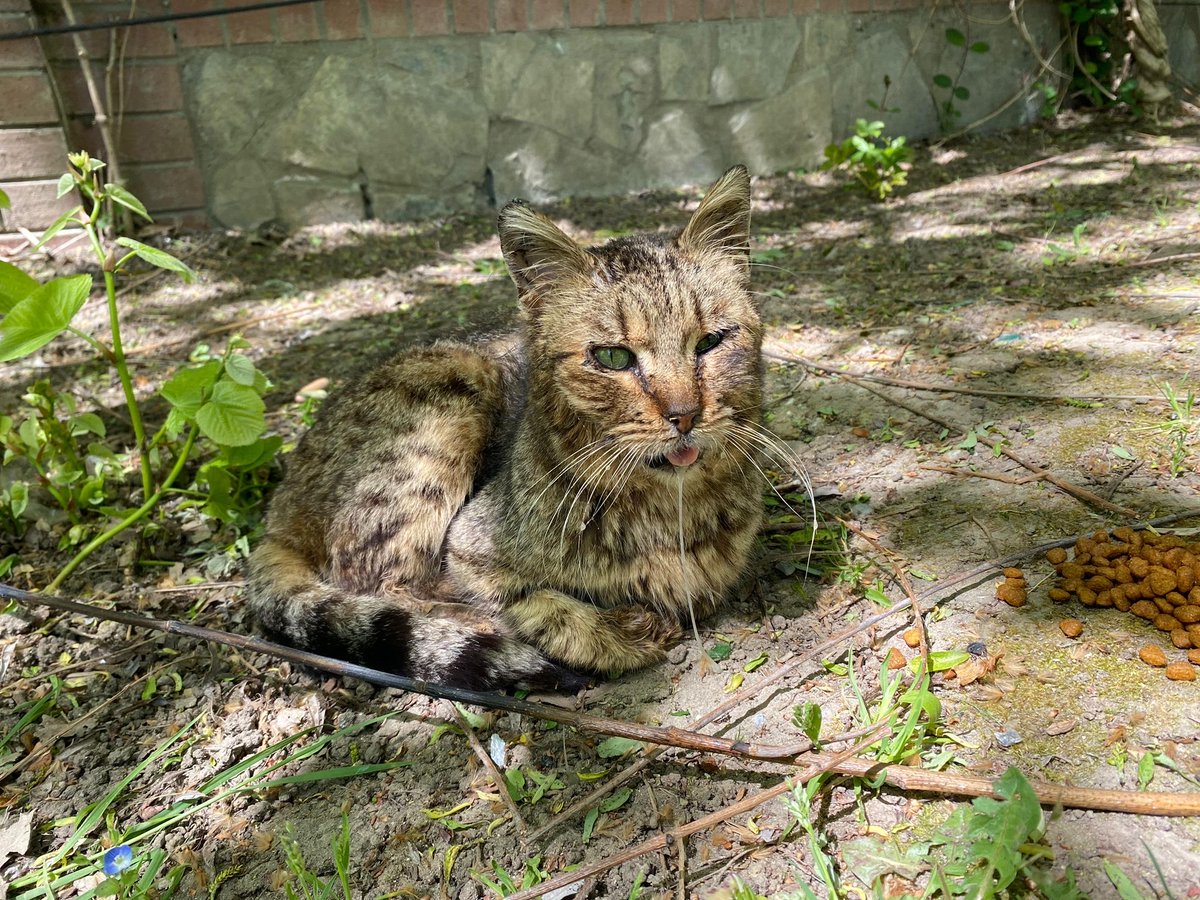 sokak hayvanlarına destek tweet media