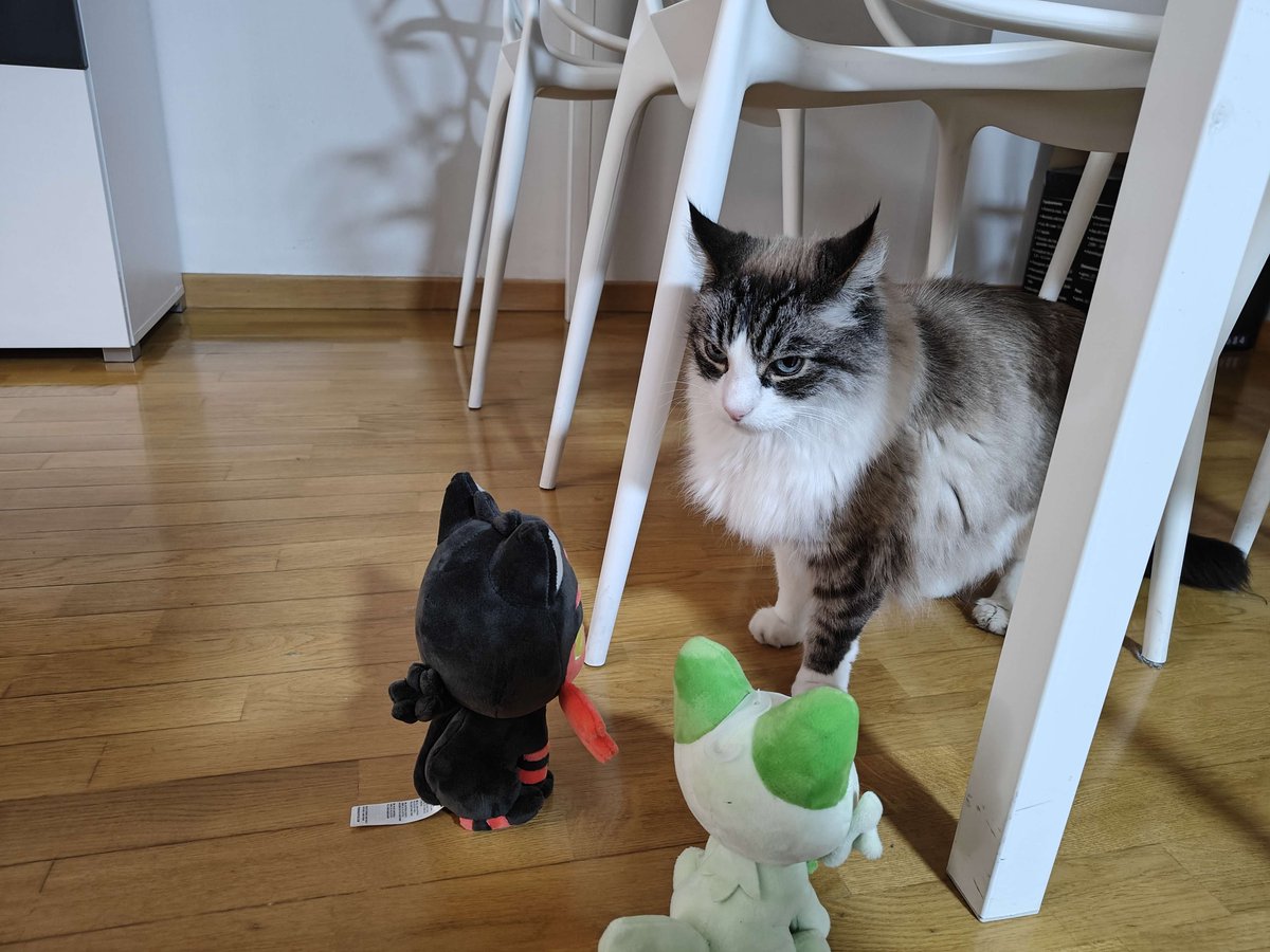 ブレイズ猫 tweet media