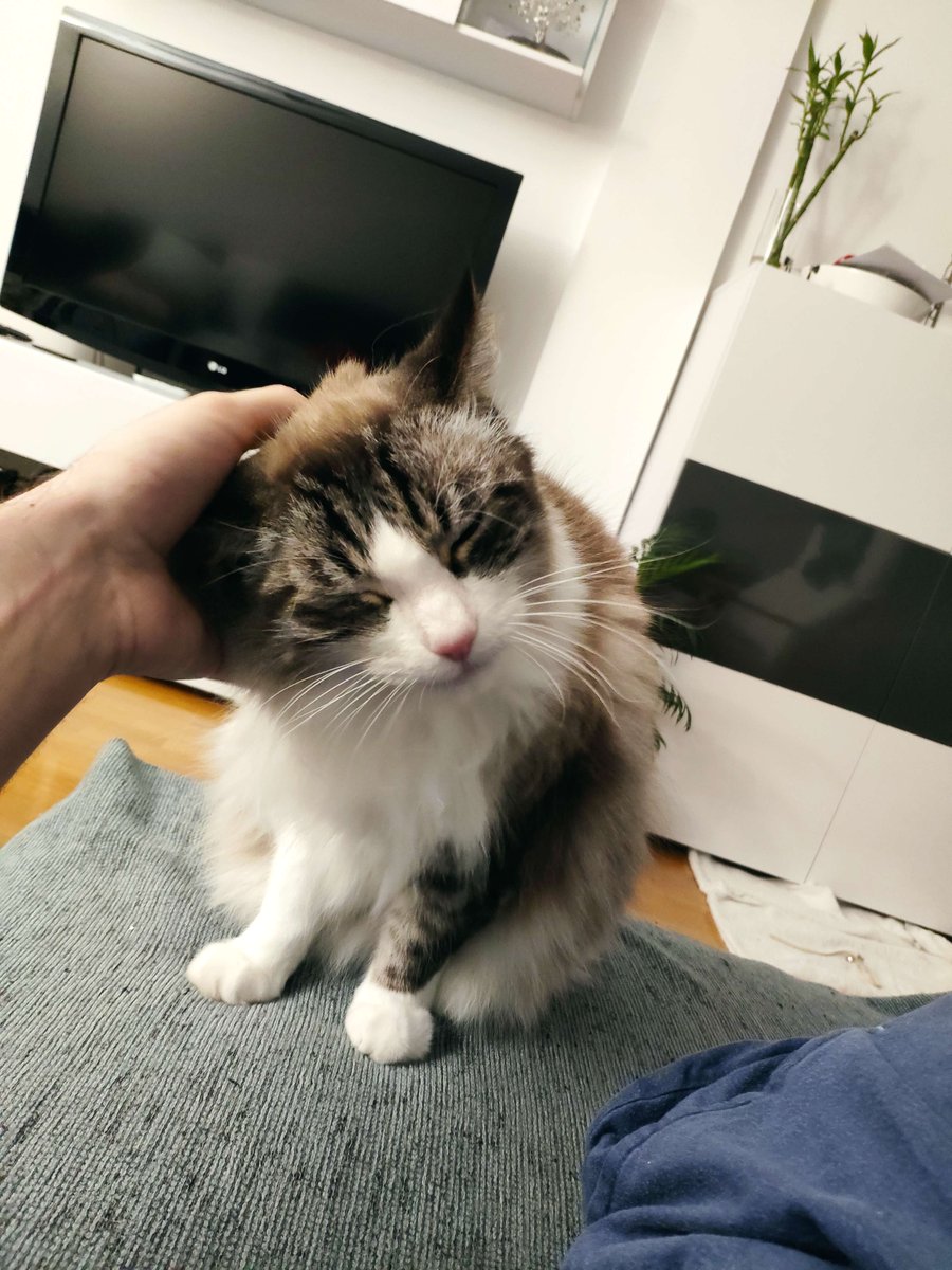 ブレイズ猫 tweet media
