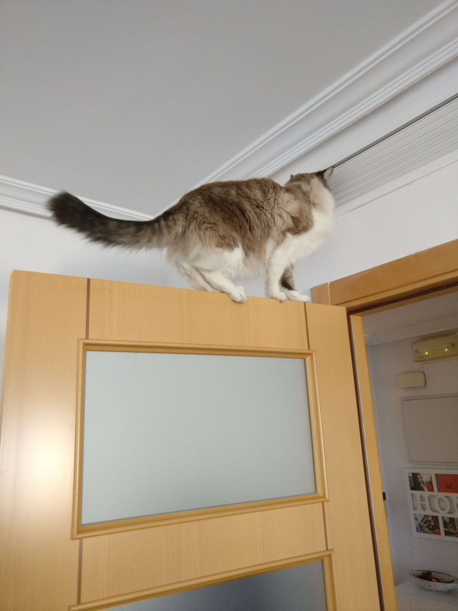 ブレイズ猫 tweet media
