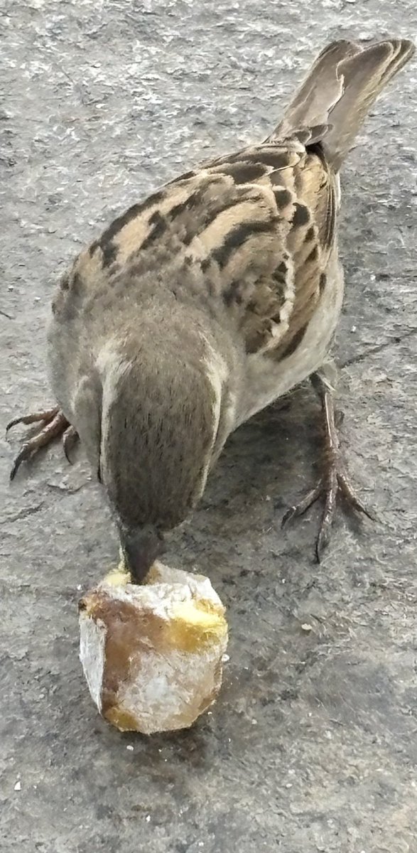 Server Aktaş tweet media