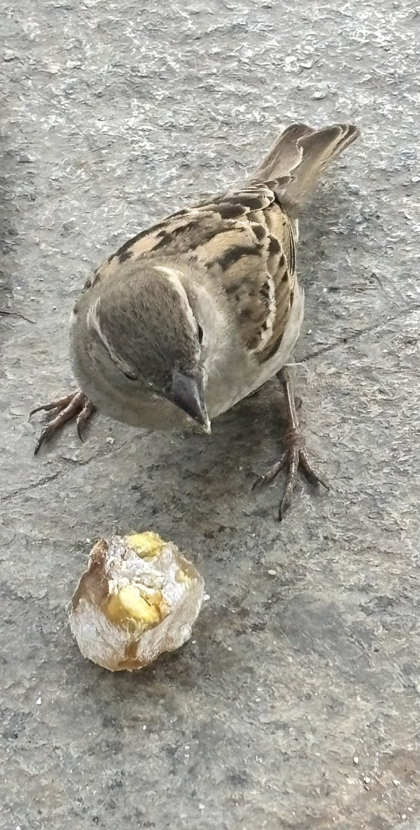 Server Aktaş tweet media