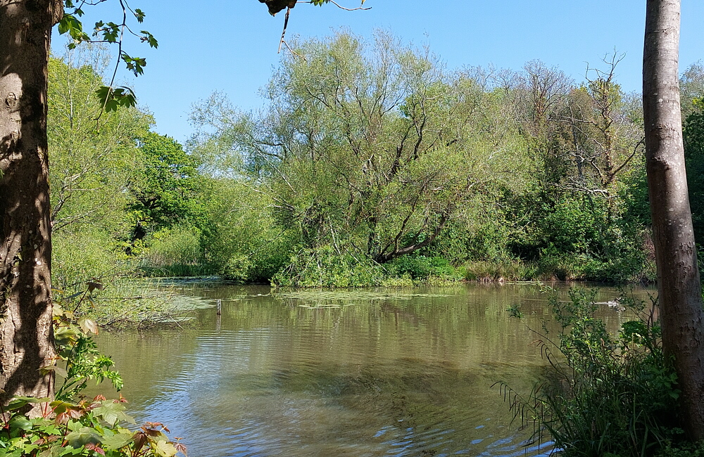 BobMockford's tweet image. Miller's Pond in Sholing on Monday's walk from Southampton to Lower Swanwick and the river Hamble. 27 April 2026. #walk #walking #Sholing #Southampton