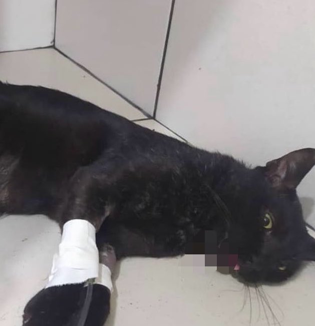 Coração Swiftie tweet media