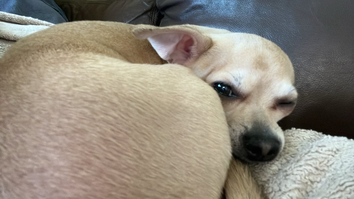 chicathechih's tweet image. Lucy here, all curled up on the couch watching “Who Wants to Be a Millionaire.” 🐶📺  
If I won a 1,000,000 dollars, I’d buy all the snacks for the homeless pets and cozy houses for them to sleep in.  
What would you do with a $1,000,000 dollars?  
#Dog #Dogs #Mondaythoughts