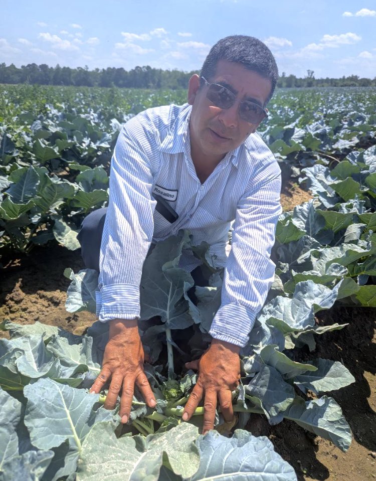 JFCmelons's tweet image. Se viene lo bueno 🥦👀
Broccoli season is right around the corner,who’s ready for the fresh pick !? 
#springbroccoli #JFC #fresh #Farmer #buylocalsupportlocal #happyMonday