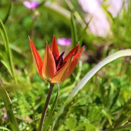 Muharrem Bayraktar tweet media