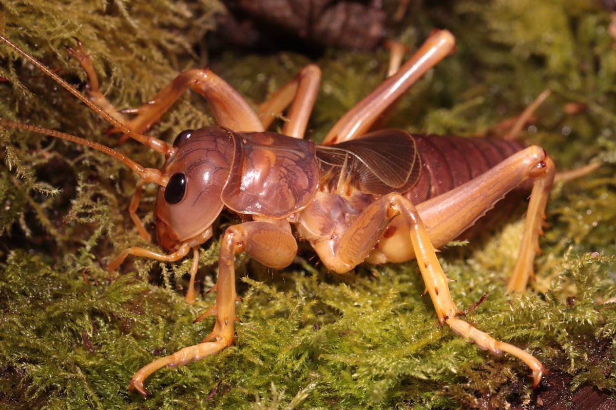 HarbsPics's tweet photo. The famous, or infamous Sia ferox. One of the largest crickets in the world from Indonesia where they are known as Riokku. https://t.co/O249vtE3N1