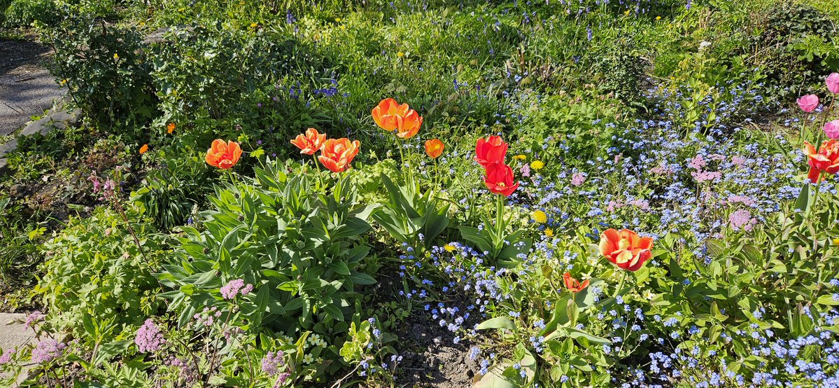 barbmilne's tweet image. Tulips beside the Huddersfield Narrow Canal, #Slaithwaite #WestYorkshire #GardensHour @GardensHour
