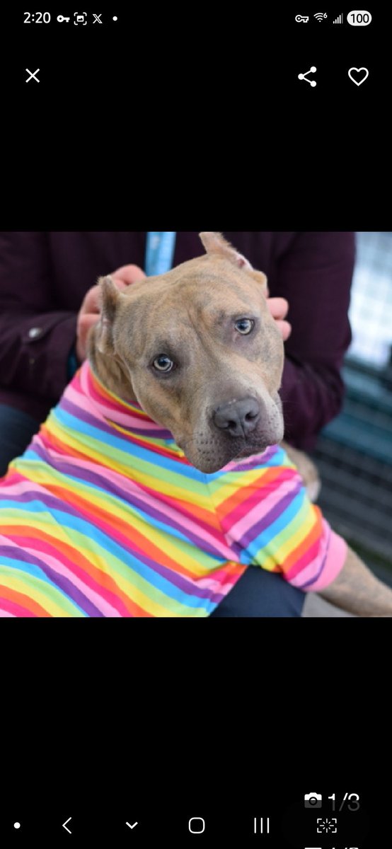 MyBoxerLuvMac1's tweet image. 💞Jaden💞
▪️#NewDogOnTheBlock
 #NYCACC #252603 3y
#Adoptme #RescueMe

Precious sweetie's 💔, just arrived at the scary shelter!
Beautiful youngster's understandably confused and unsure.
Affectionate, adores being close w ppl.
With kindness &amp;amp; patience, he'll thrive!
Needs loving,