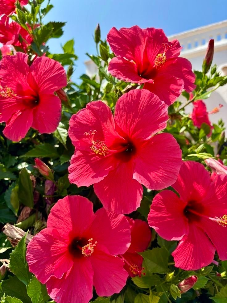 blossom. tweet media